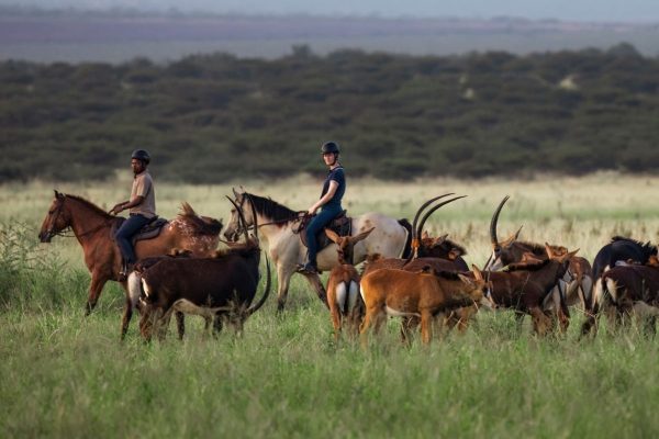 Eswatini (Swaziland) Horseback Safaris