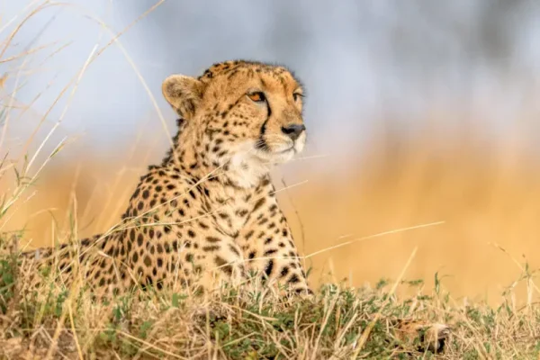 Kenya Bush And Beach
