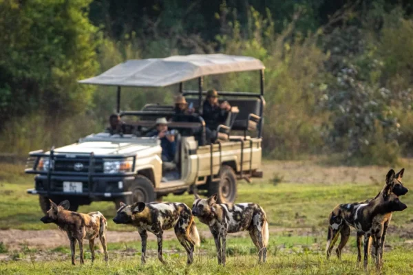 South Luangwa Walking Safari
