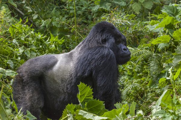 Virunga National Park