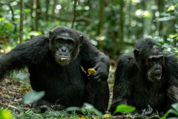 14-Day Uganda & Rwanda Primates And Wildlife Safari