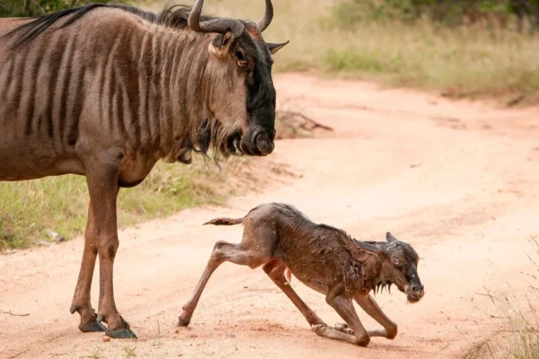 4 Days Wildebeest Calving Safari