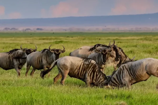 5-Day Ndutu And Ngorongoro