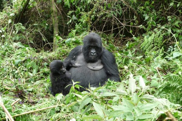 7-Day Rwanda Uganda 7-Day Rwanda Uganda