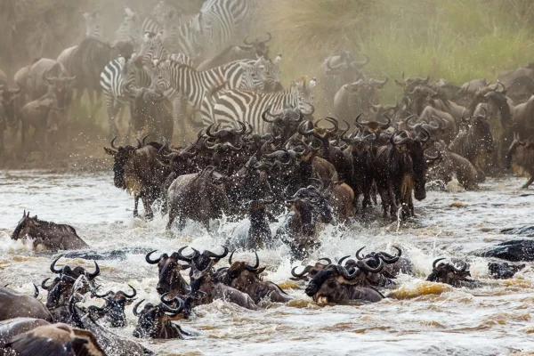 7 Days The Great Serengeti Migration Safari