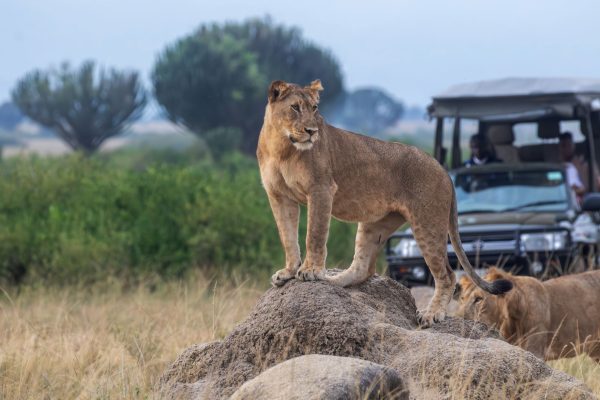 8 Day Uganda Fly-In Gorilla & Wildlife Safari