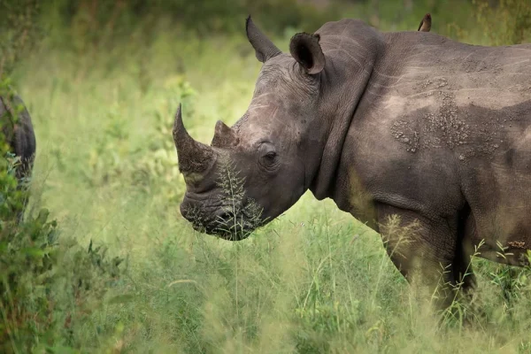 Cape Town, Kruger and Mozambique