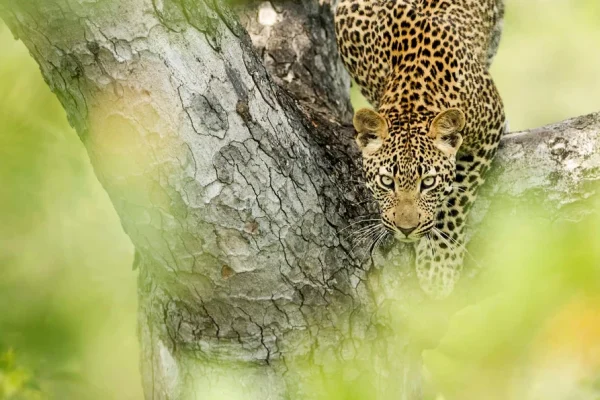 Cape Town, Winelands & Kruger