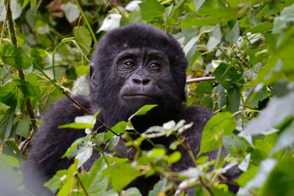 Gorillas and Masai Mara