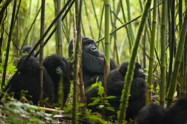 6 Day Rwanda Gorilla & Chimpanzee Trekking