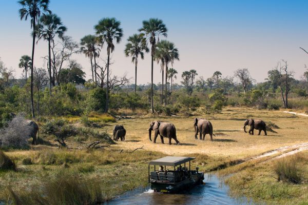 Big 5 safari in Botswana