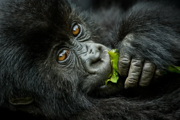 Uganda Chimp And Gorilla Trekking Photography Safari Uganda Chimp And Gorilla Trekking Photography Safari