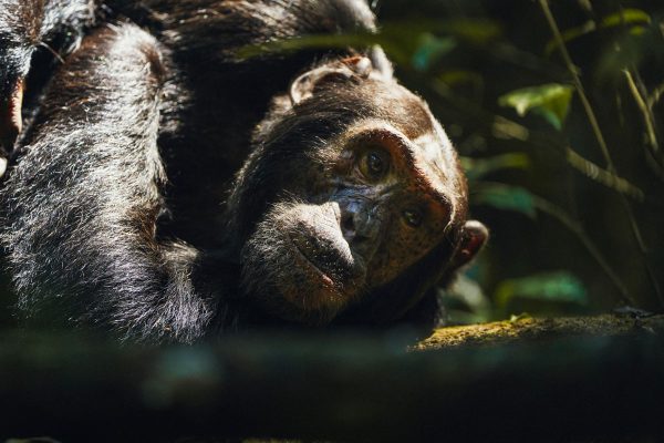 Gorilla and Chimpanzee Safari