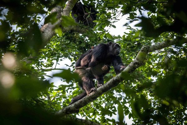 Kibale Bwindi Safari Itinerary
