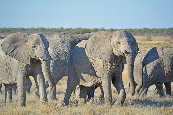 Namibia big 5 safari