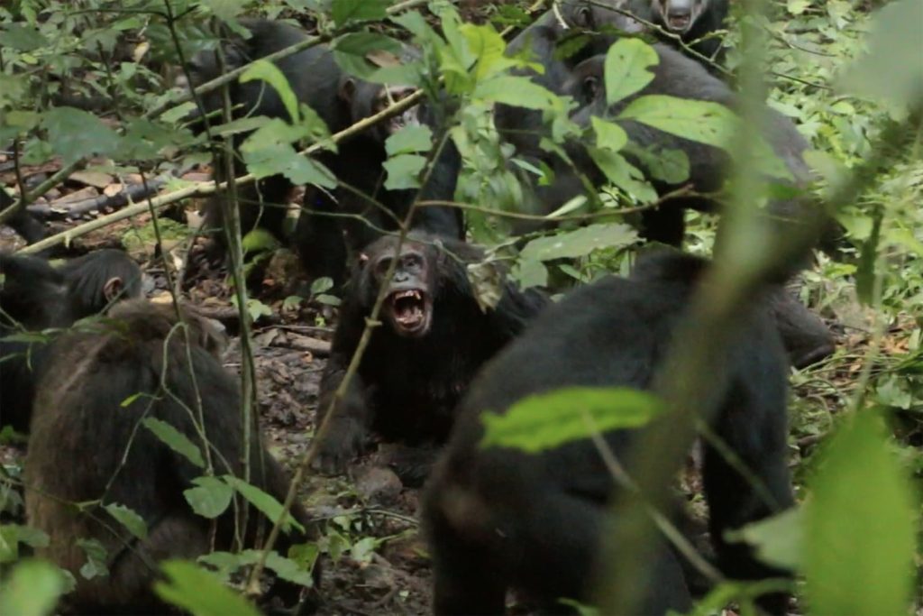 Uganda Chimpanzee Civil War