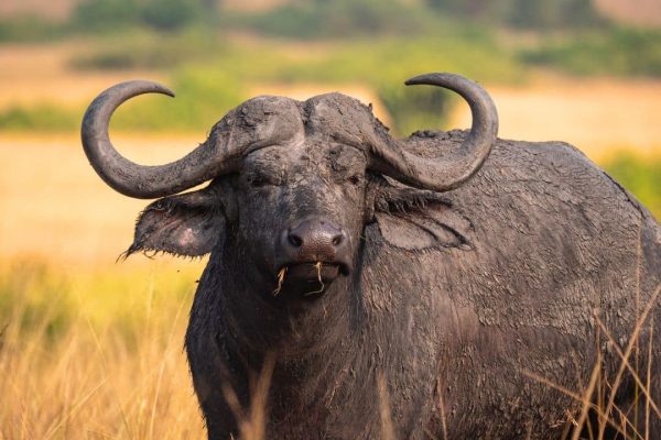 Tanzania Big 5 Safari