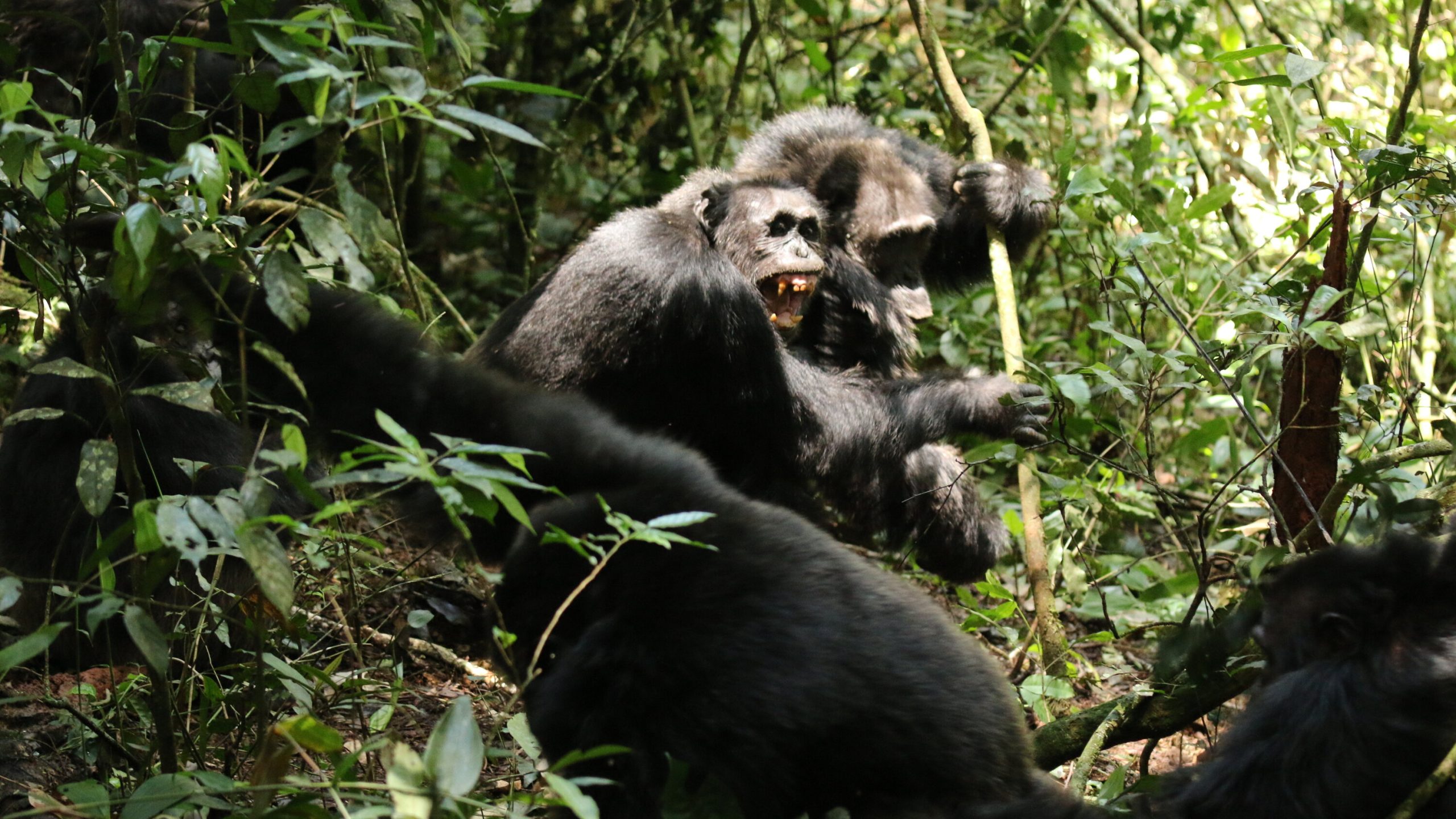 Uganda Chimpanzee Civil War