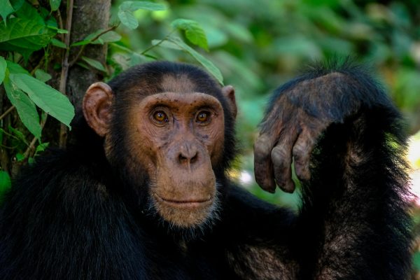 3-Day Chimpanzee Trekking Nyungwe
