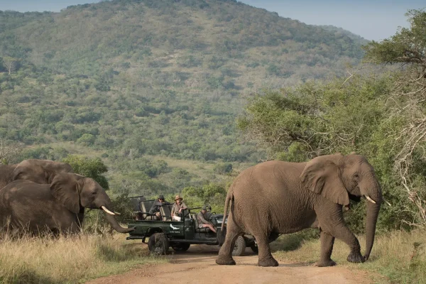 Timbavati vs Phinda Timbavati vs Phinda