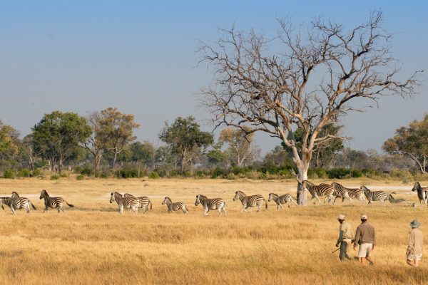 Okavango Delta Walking Safaris Okavango Delta Walking Safari